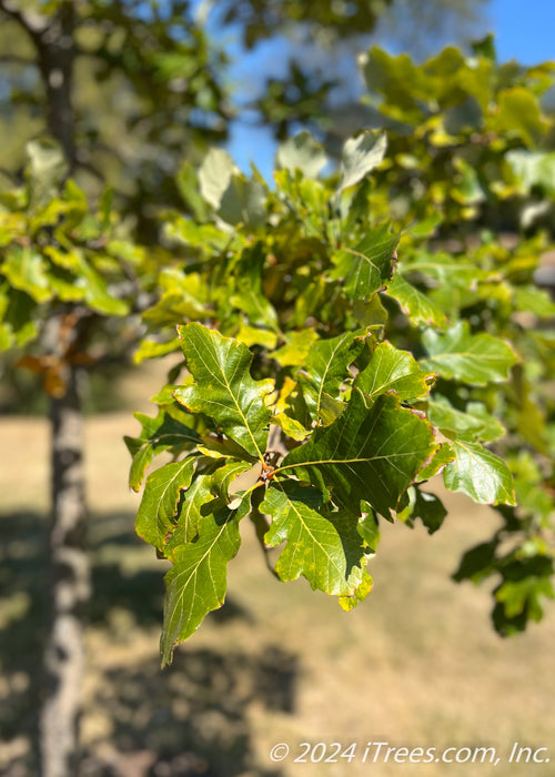 Closeup of shiny green leaves in late summer.