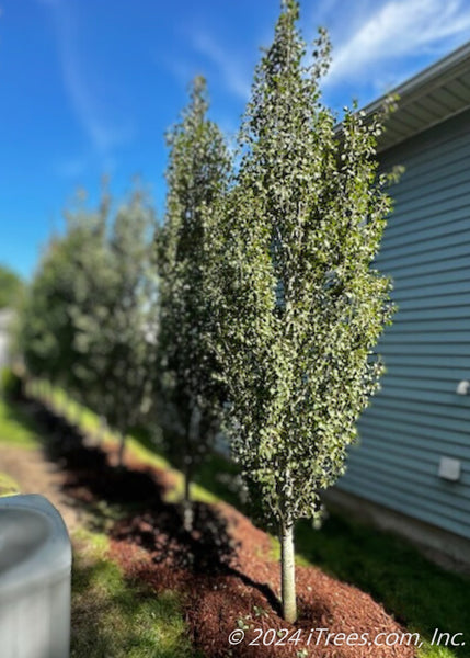 Swedish_Columnar_Aspen_Mlynski
