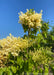 Closeup of top of the tree's canopy showing yellow-white plume of flowers and green leaves.