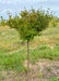 A young, Dwarf Korean Lilac growing in the nursery's field in fall with its shiny, small green leaves beginning to change color. 