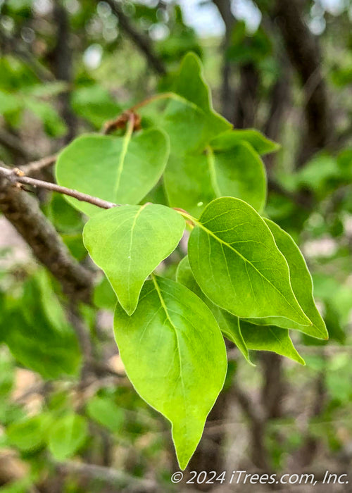 Closeup of bright green teardrop shaped leaves.