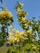 Closeup of the top of the tree's canopy showing branches coated in plumes of flowers and green leaves.