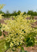 Closeup of a newly emerged panicle of white flowers