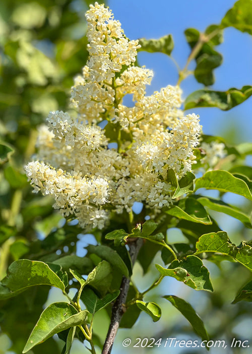 Ivory Silk Japanese Tree Lilac