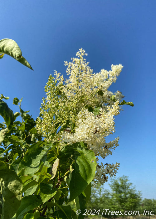 Ivory Silk Japanese Tree Lilac