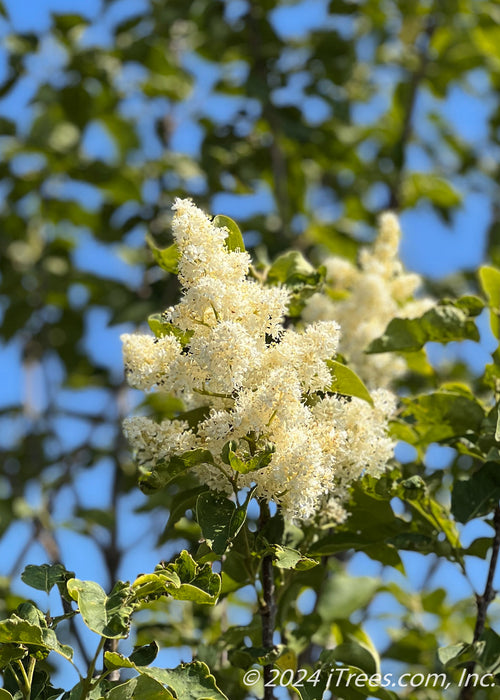 Ivory Silk Japanese Tree Lilac