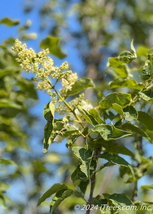 Ivory Silk Japanese Tree Lilac