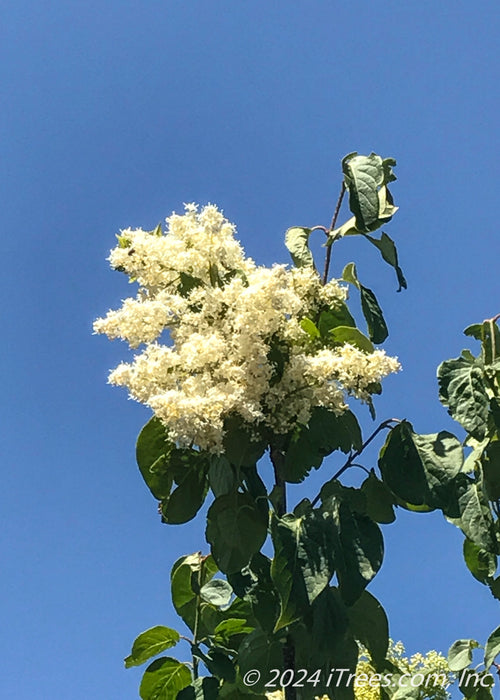 Ivory Silk® Japanese Tree Lilac