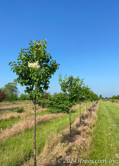 Ivory Silk® Japanese Tree Lilac