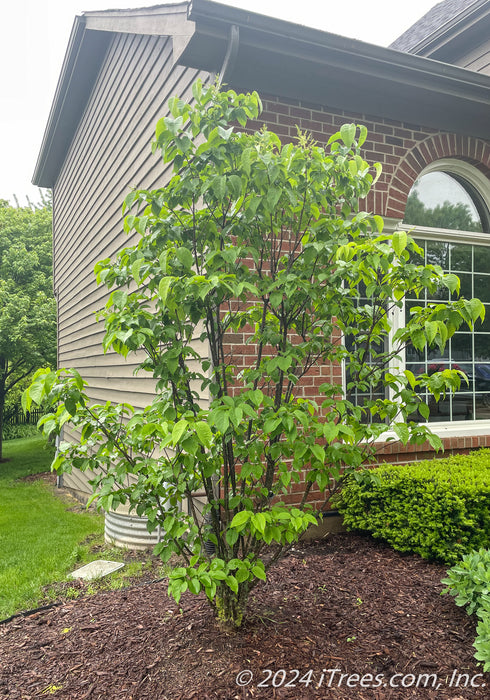 Ivory Silk Japanese Tree Lilac