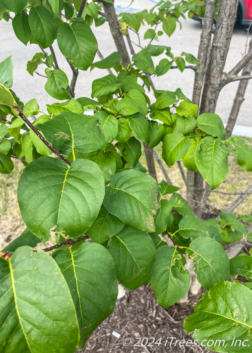 Ivory Silk Japanese Tree Lilac