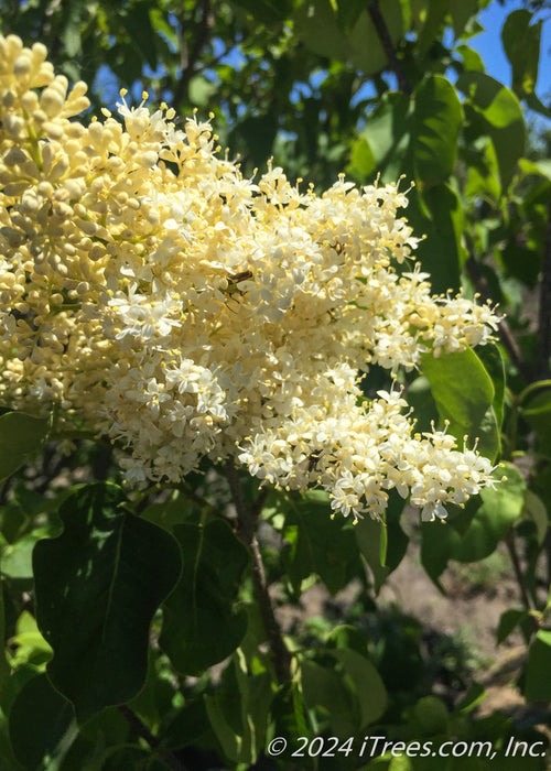Ivory Silk® Japanese Tree Lilac