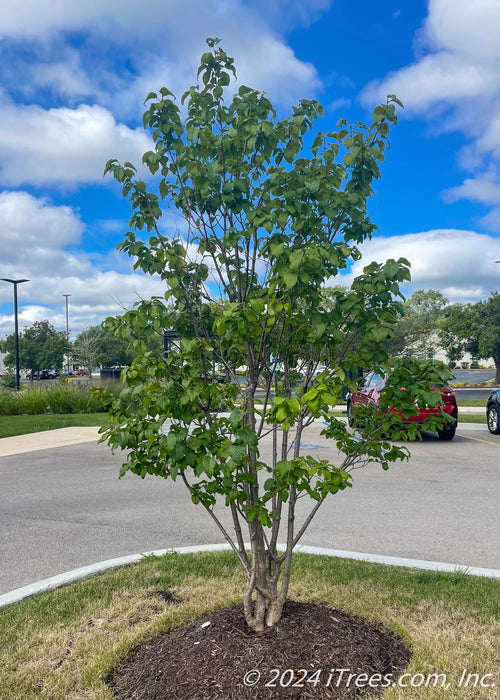 Ivory Silk Japanese Tree Lilac