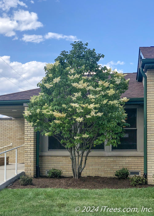 planting lilacs near house Ivory Silk® Japanese Tree Lilac