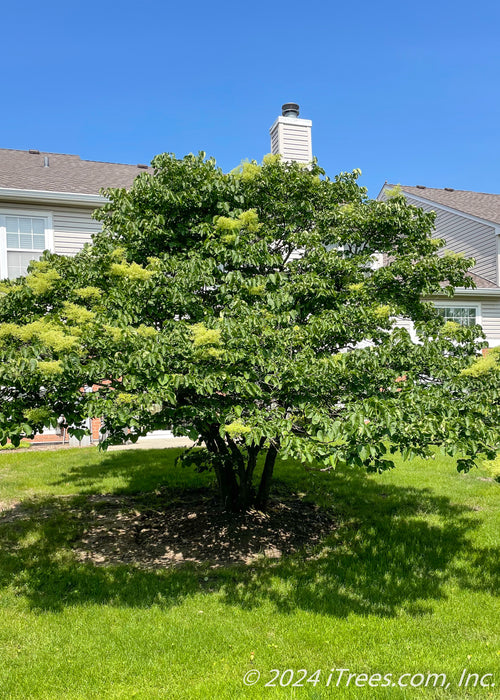 Ivory Silk Japanese Tree Lilac