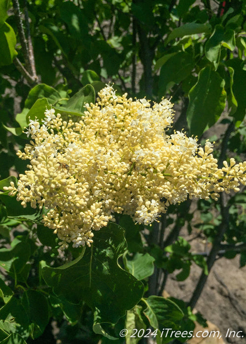 Ivory Silk® Japanese Tree Lilac
