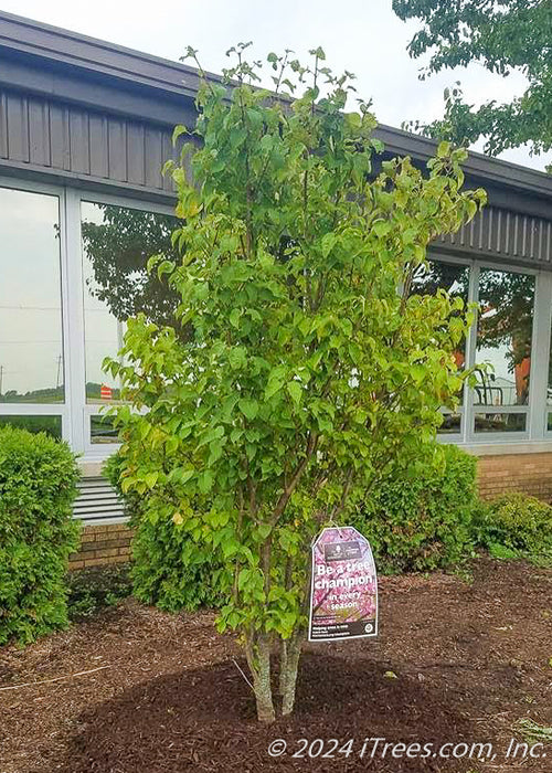 Ivory Silk Japanese Tree Lilac