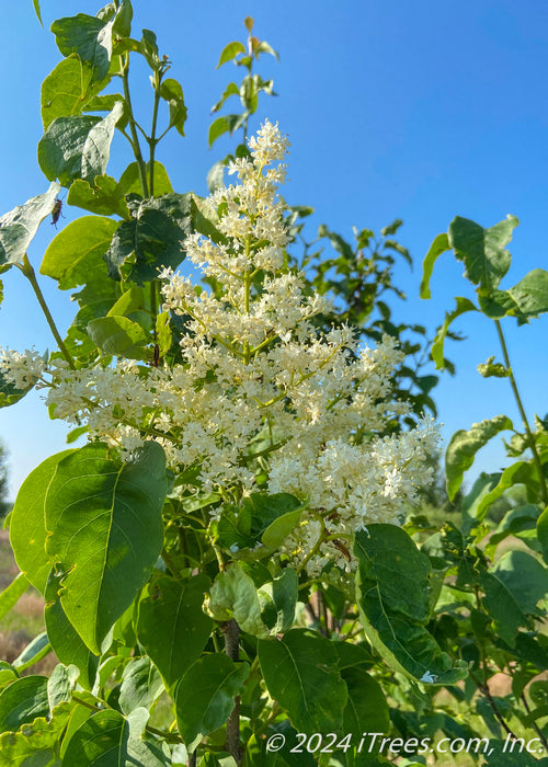 Ivory Silk Japanese Tree Lilac