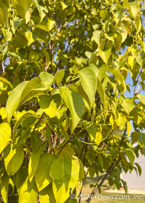 Ivory Silk Japanese Tree Lilac