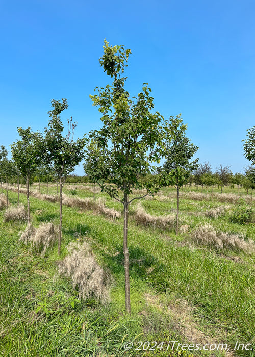 Ivory Silk Japanese Tree Lilac