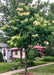 Ivory Pillar Lilac with creamy white plumes of flowers, and dark green leaves, planted on the parkway in a residential area.