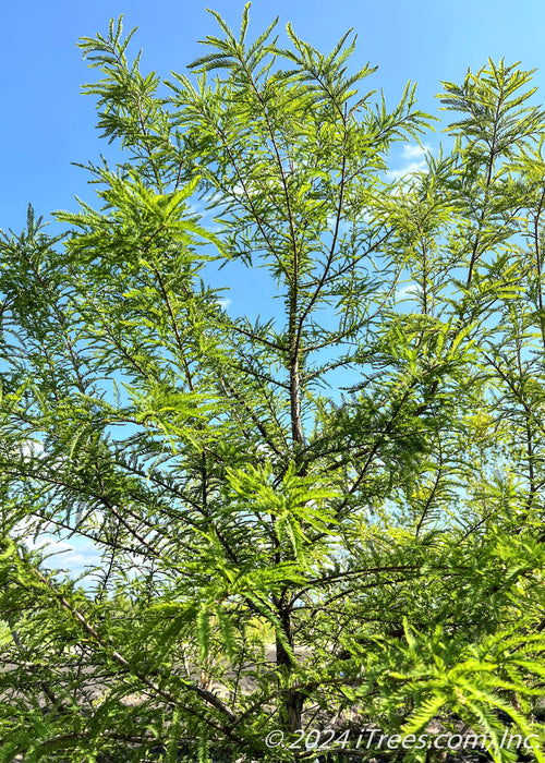 View of the top of a young Green Whisper's canopy of fine, feathery-like leaves.