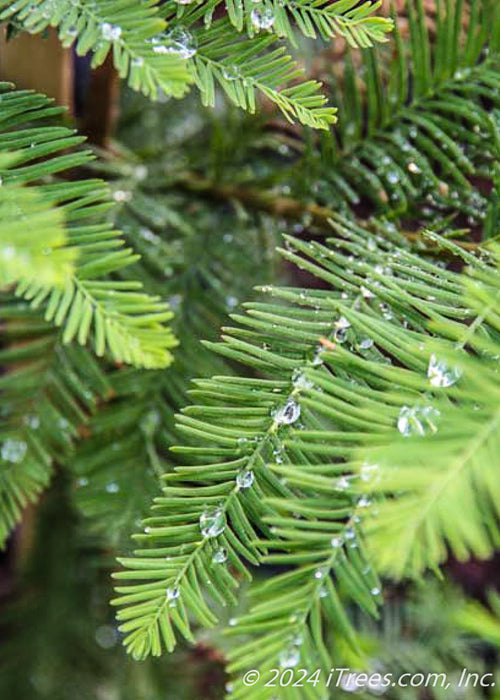 Closeup of fine, feathery-like leaves with water drops on them.