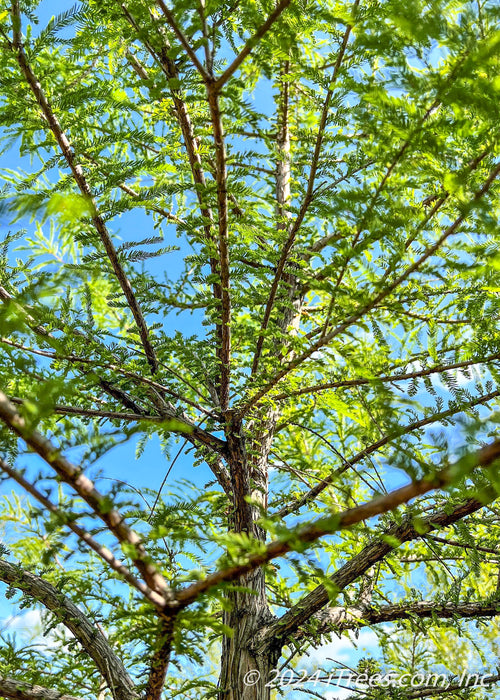 Closeup view of inside of tree's upper canopy and light green leaves.