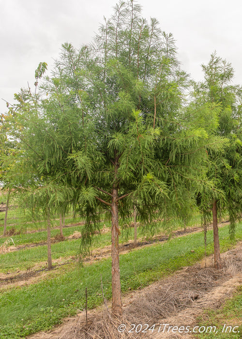 Bald Cypress with green leaves growing in a nursery row with strips of green grass between rows of trees.