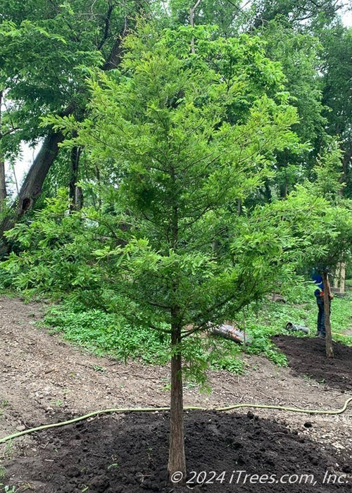 A newly planted Bald Cypress stands in a natural area behind a home.