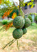 Closeup of Bald Cypress circular sage green cones in a group of four, showing rough outer shell.