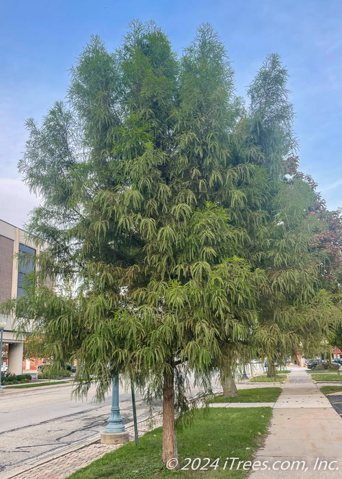 Maturing Bald Cypress planted on a parkway in a business district showing shaggy green canopy. 
