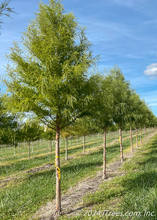 Bald Cypress grows in a nursery row with green leaves.