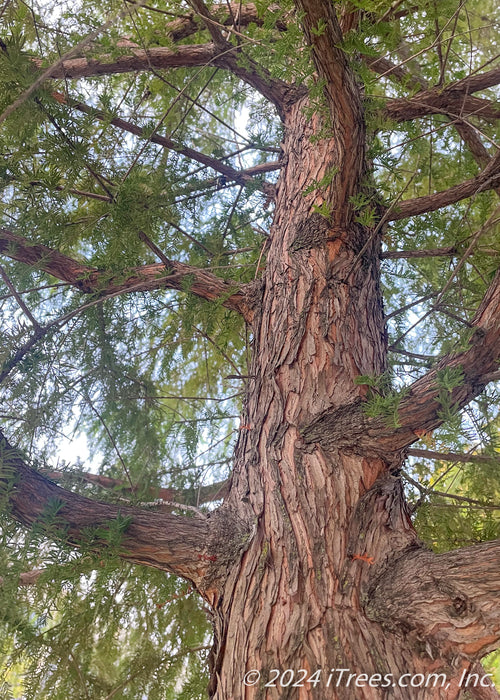 Closeup of a Bald Cypress trunk showing reddish orange tinge and rough texture, looking up from the center of the tree. 