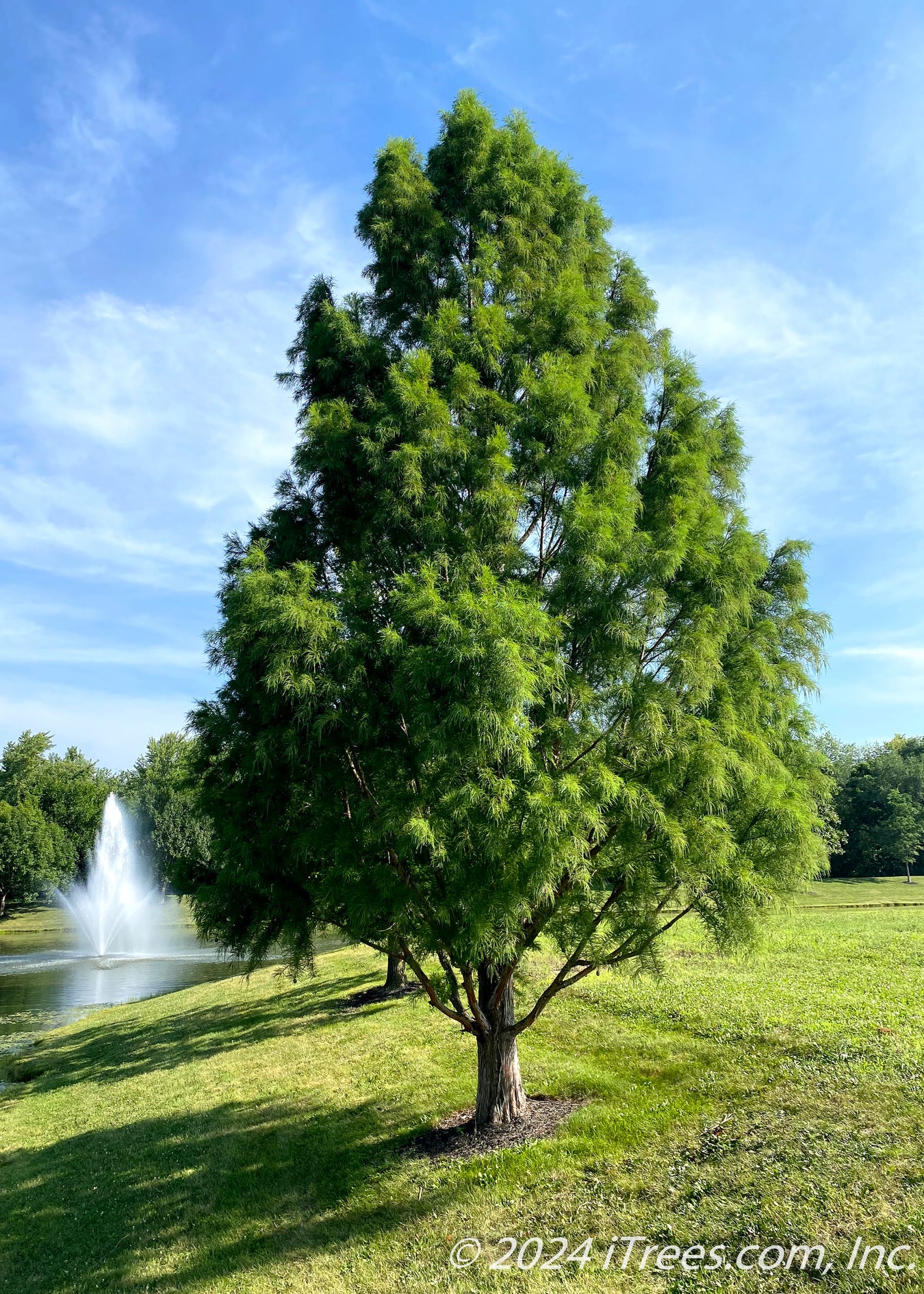 Bald Cypress Trees