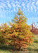 Bald Cypress grows in a nursery row in fall, showing transitioning fall color, surrounded by other trees and blue sky in the background.