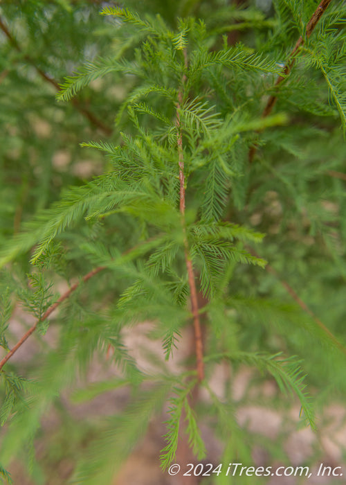 Closeup of a small branch with fine feathery-like green leaves.
