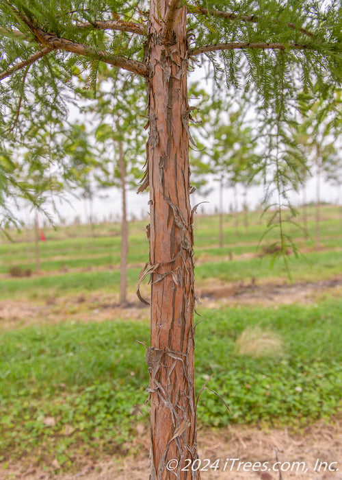 Closeup of a young Bald Cypress trunk in the nursery showing shedding curling bark.