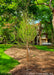 A newly planted Shawnee Brave Bald Cypress in a Chicago area park showing newly emerged bright green leaves and reddish peeling bark.