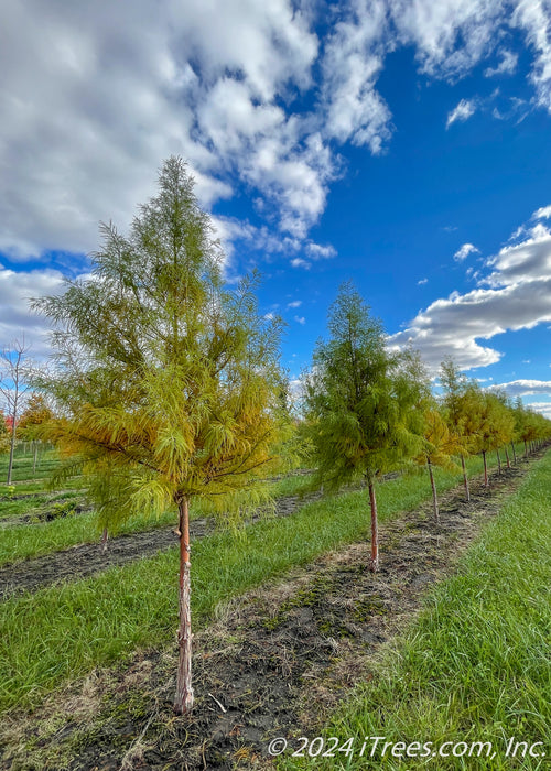 A row of Shawnee Brave Bald Cypress at the nursery showing transitioning fall color from green to rusty-orange.