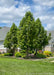 Shawnee Brave Bald Cypress planted in a grouping in a backyard. 