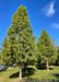 A grouping of Shawnee Brave Bald Cypress planted in an open area of a park.