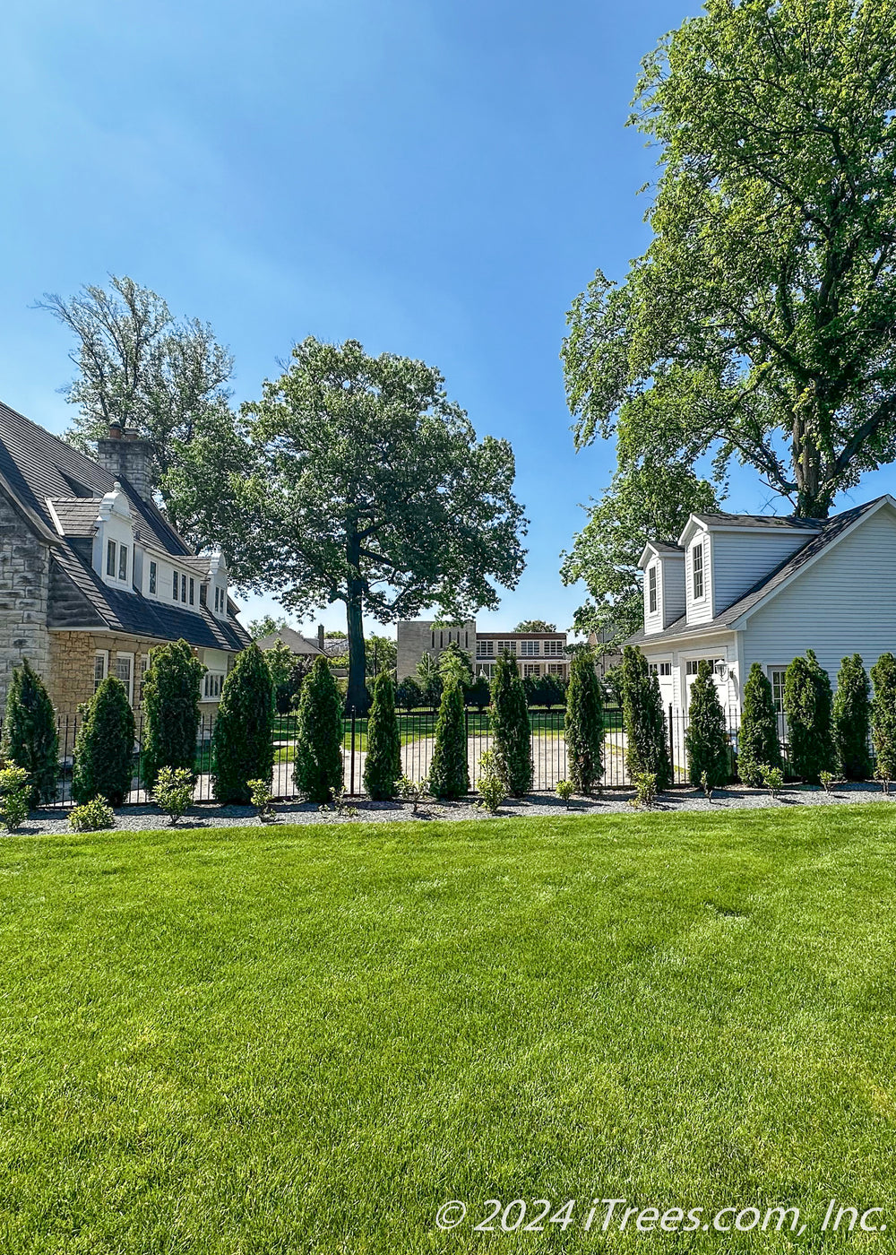 Emerald Green Arborvitae