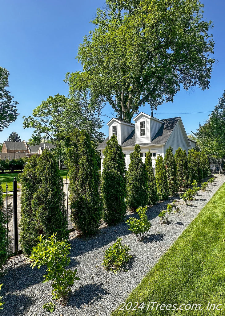 Emerald Green Arborvitae