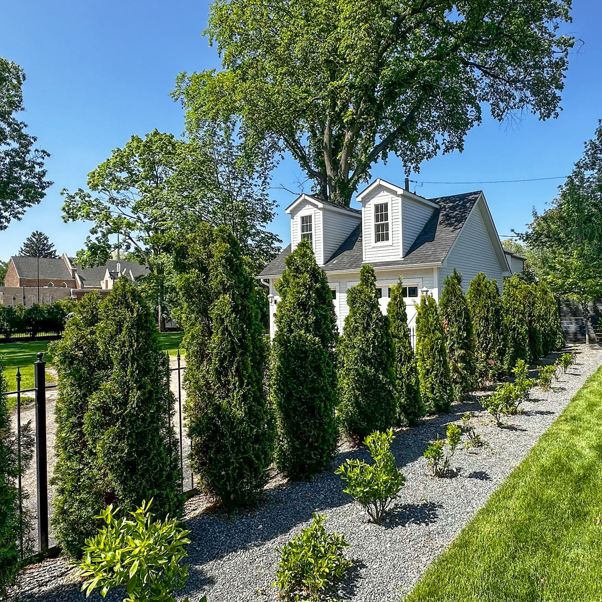 Emerald Green Arborvitae