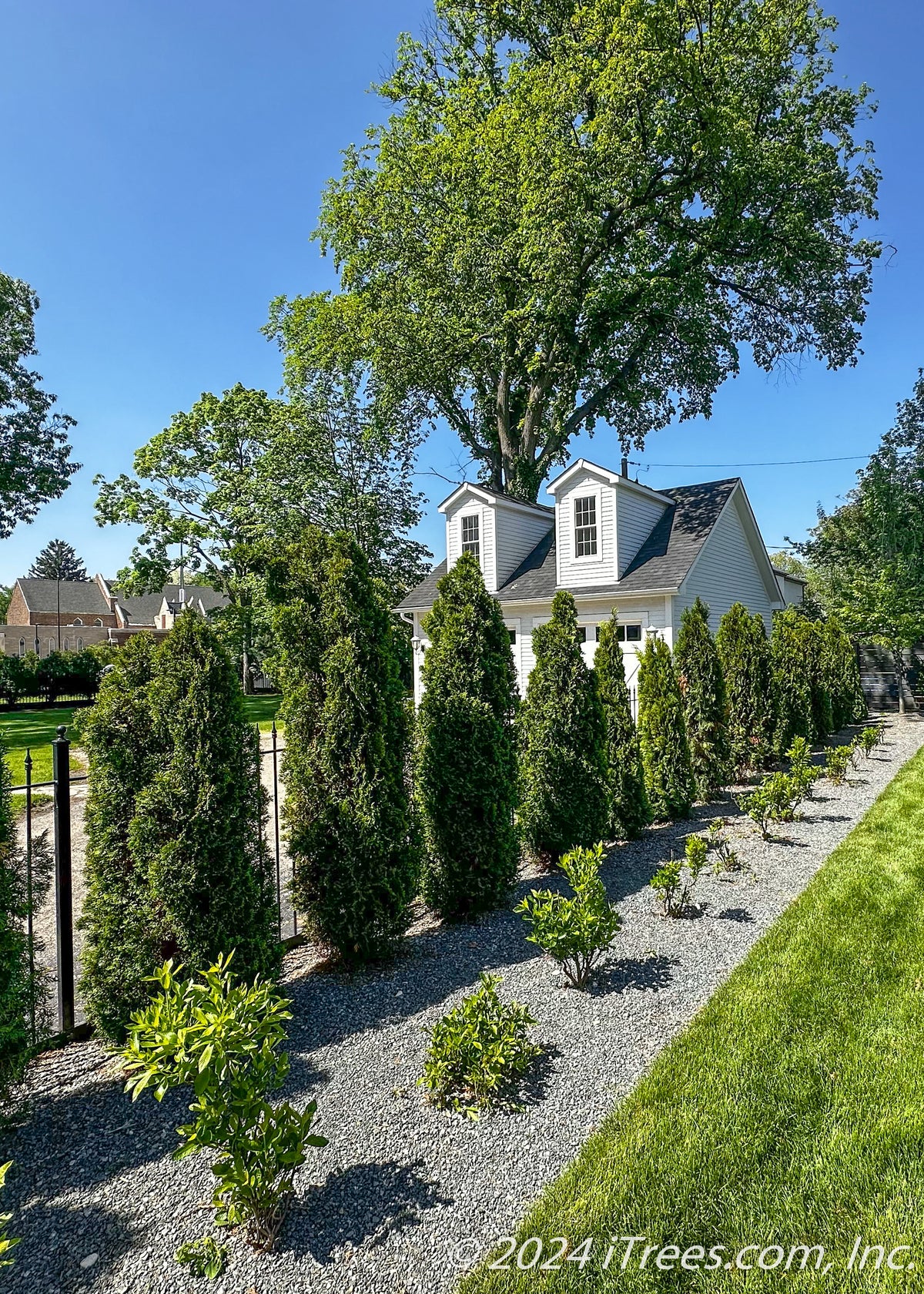 planting arborvitae near house Emerald Green Arborvitae