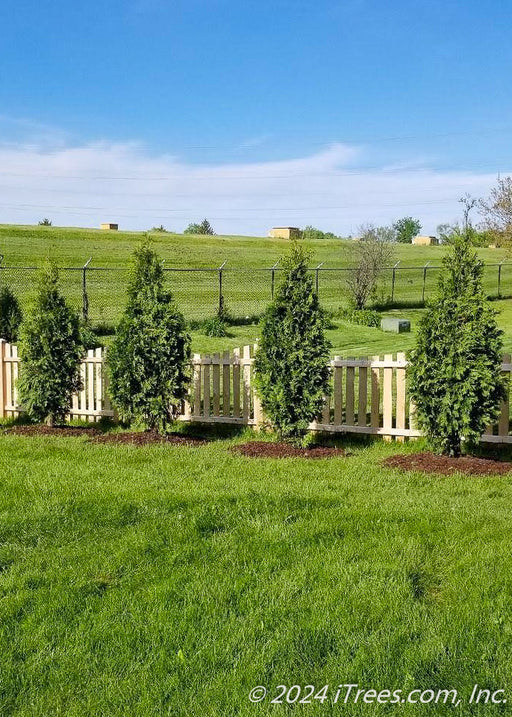 A row of newly planted Nigra Arborvitae with green foliage planted along a fence line in a side back yard.