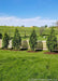 A row of newly planted Nigra Arborvitae with green foliage planted along a fence line in a side back yard.