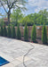 A row of newly planted Emerald Green Arborvitae planted along a fence line for additional privacy and screening for the pool area. 