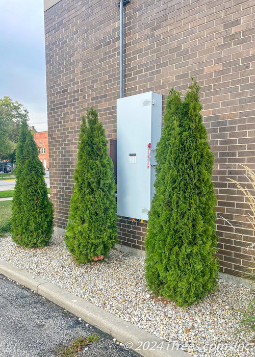 A group of three Emerald Green Arborvitae planted in a gravel landscape bed along a commercial building to screen electrical units.
